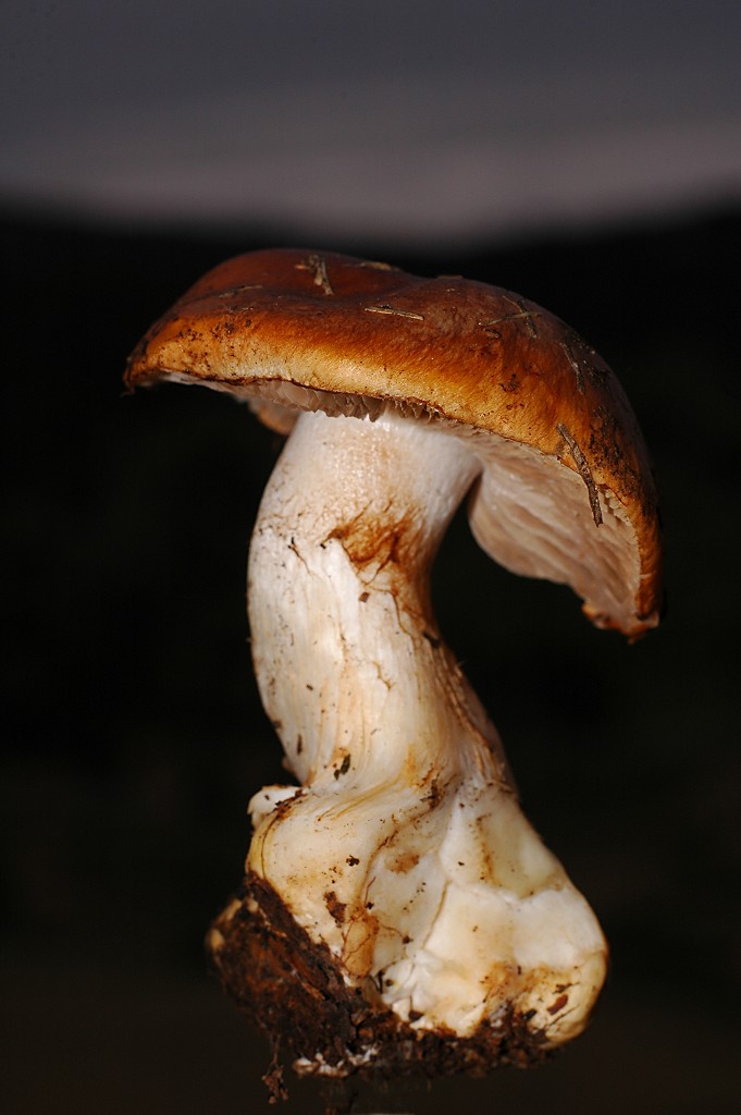 Cortinarius inexpectatus Brandrud